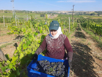 Tekirdağda koruk hasadı