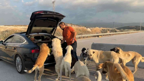 Bu Köpekler Çok Şanslı...milyonluk Arabaya Binip Ciğer Yiyorlar
