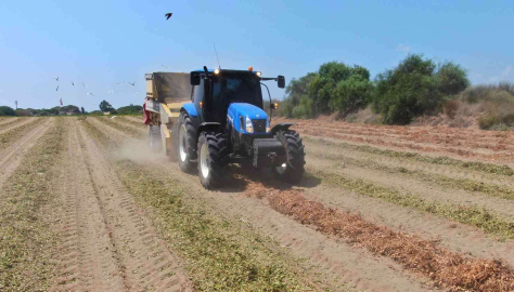 Yer fıstığında hasat zamanı: Kilosu 24 lira