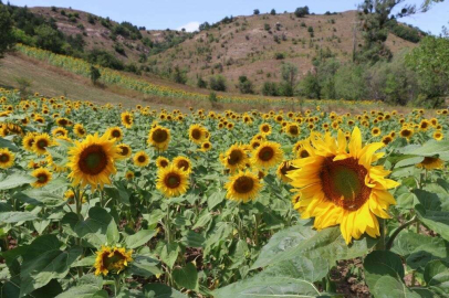 Fındık diyarı Orduda ayçiçeği üretiliyor