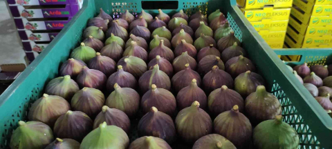 Dünyaca ünlü Kraliçe İncirinde aracı oyunu