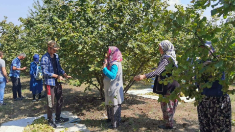 Bursada Fındık Hasadı Başladı; 66 Milyon Tl Gelir Getirecek