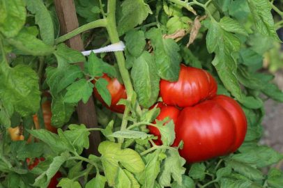 Coğrafi işaretle tescillenen yerli maniyenin hasadı başladı