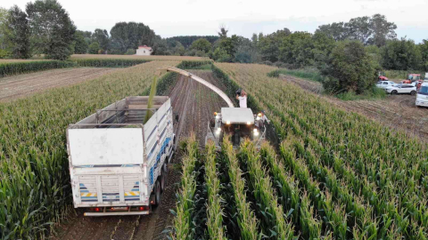 Edirnede silajlık mısır hasadı başladı