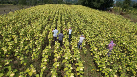 Emekli madenci, stratejik ürün olan ayçiçeği ile ekonomiye katkı sağlayacak