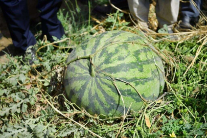 Diyarbakırda 30 bin dekarda 121 ton karpuz hasadı