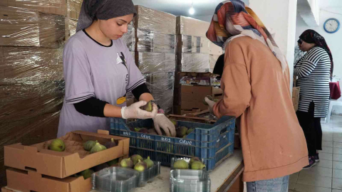 Mustafakemalpaşada İncir Mesaisi Başladı