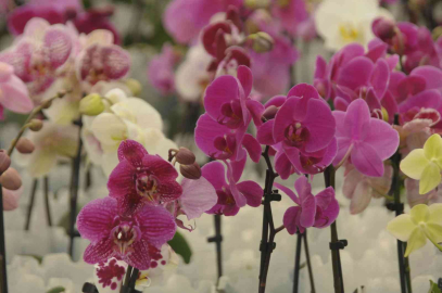 Rusya, ‘orkide rotasını Yalovaya çevirdi