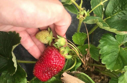 Samsunda çilek üretimi artıyor