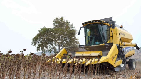 Altıeylülde ilk ayçiçeği hasadı yapıldı