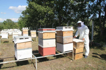 Çorumda “bal hasadı” başladı