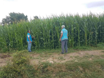Şaphanede yem bitkileri saha kontrolleri