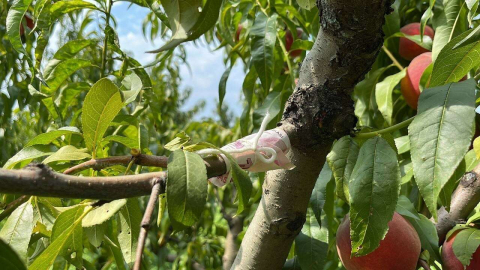 İnsanlık Ölmemiş...kopardığı Şeftali İçin Ağaca Para Bağladı