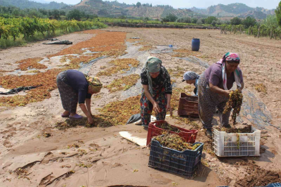 Manisada tonlarca üzümü sel suları götürdü