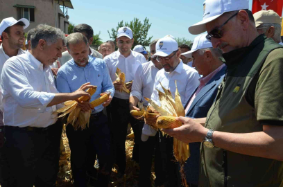 Amik Ovasında mısır hasadı başladı