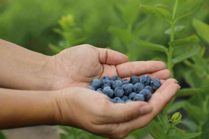 Eskişehirde maviyemiş hasadı başladı