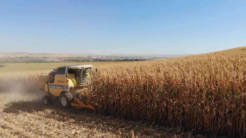 Batmanda mısır hasadı başladı, üretici verimden umutlu