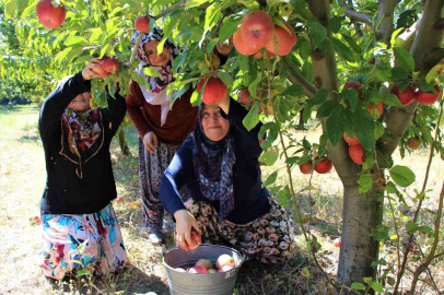 Elma hasadına başlanan Amasyada bahçeler rengarenk