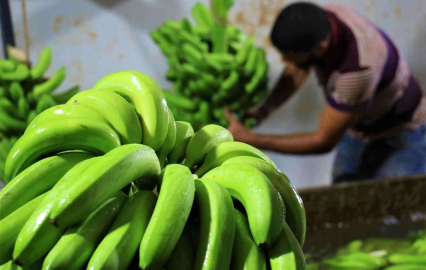 Markette ithali 50, yerlisi 25 TL: Muzda hasat başladı, bahçede kilosu 13 TL