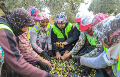 Burhaniyede zeytinler yağa dönüşmeye başladı