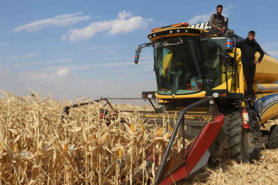 Erzurumda ilk defa danelik mısır hasadı yapıldı