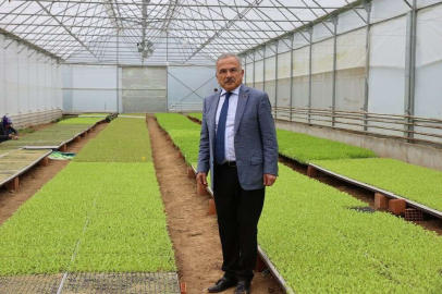 Ordunun fide üretim merkezi