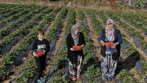 (Özel) Köylü Kadınların Hayatı Bir Fide İle Değişti...köyün Tamamı 7 Ay Çilek Üretiyor