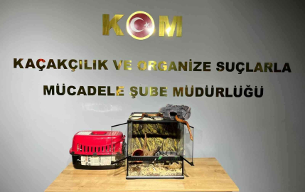 Bursada Hayvan Kaçakçılarına Yönelik Yapılan Operasyonda Tropikal Papağan Ve Mısır Yılanı Ele Geçirildi