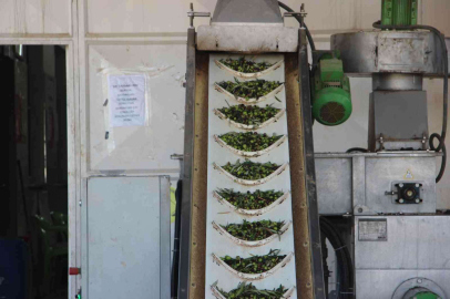 Kiliste zeytinyağı fabrikaları tam kapasite çalışıyor