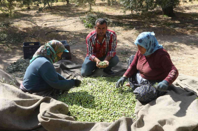 Mersinde zeytin üreticileri hasat için işçi bulamıyor