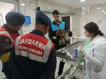 Jandarma Yaralı Şahine Sahip Çıktı