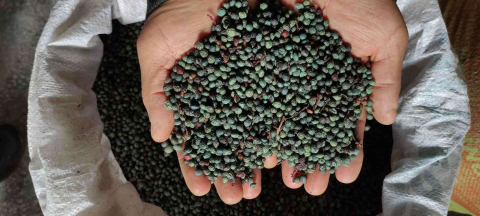 Ormandan Toplanan Meyvenin Yağını Gram Gram Çıkartıyorlar