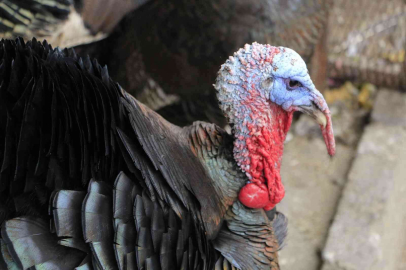 Organik köy hindileri pazarda yerini aldı