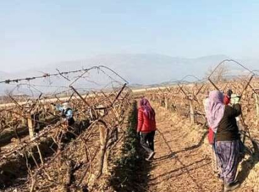 Sarıgölde üzüm bağlarında hummalı çalışma başladı