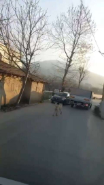 Bursada Kamyonete Bağladığı Köpeğe Eziyet Ederek Götürdü