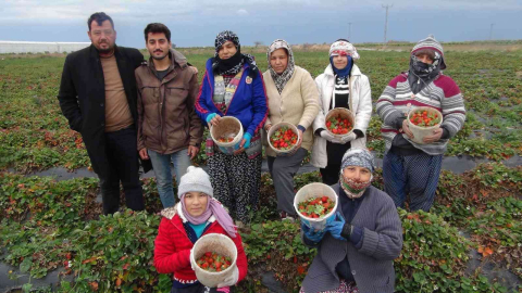 Mersinde kış ortasında açıkta çilek hasadı yapıldı