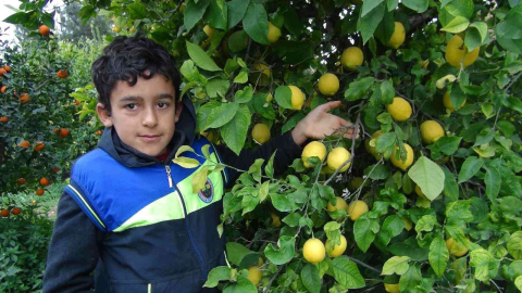 Mersinde limon hasadı sürüyor