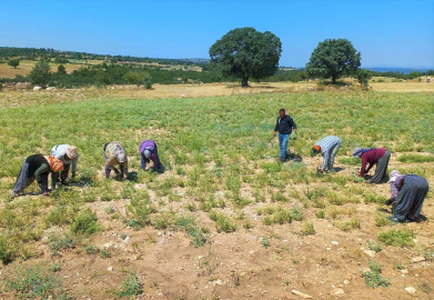 Denizli kekikten 66 milyon dolar ihracat geliri elde etti