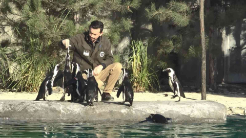 Dünya Penguen Gününde Sardalya Sürprizi