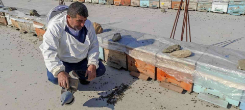 Batmanda yaşanan kuraklık milyonlarca arının telef olmasına neden oldu