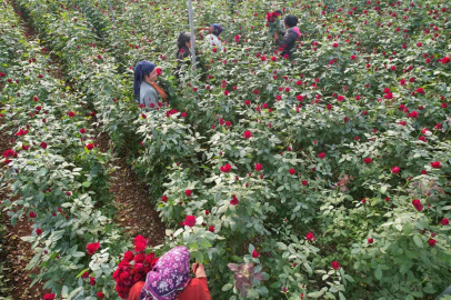 Türkiyenin kış gülü Mersinden: Üreticiler şimdi de ihracata hazırlanıyor