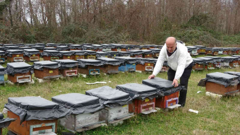 Küresel ısınma arıları da etkiledi: Uyuması gerekirken uçuyorlar