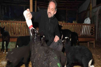(Özel) Kuzular İçin Güvenlik Kamerası Başında Sabaha Kadar Doğum Nöbeti
