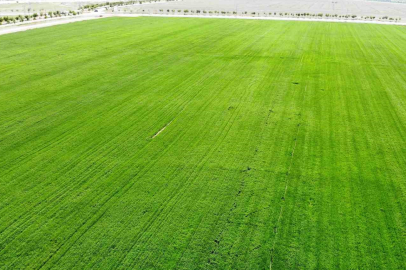Konya Ovası’nda  rekolte beklentisi arttı