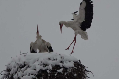 Baharın müjdecisi leylekler kara yakalandı