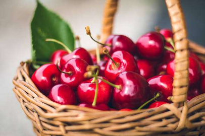 Sezonun ilk kirazı 800 TL’den satıldı