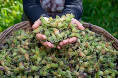 Düzce’den ilk çeyrekte bin 175 ton fındık ihraç edildi