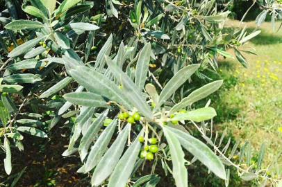 Zeytin güvesine karşı mücadele uyarısı