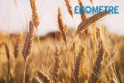 FAO Tahıl Fiyat Endeksi, aylık yüzde 4,8 geriledi