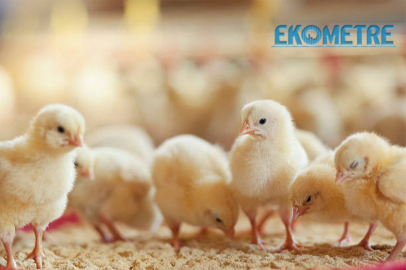 Beyaz et sektöründe rekabet soruşturması